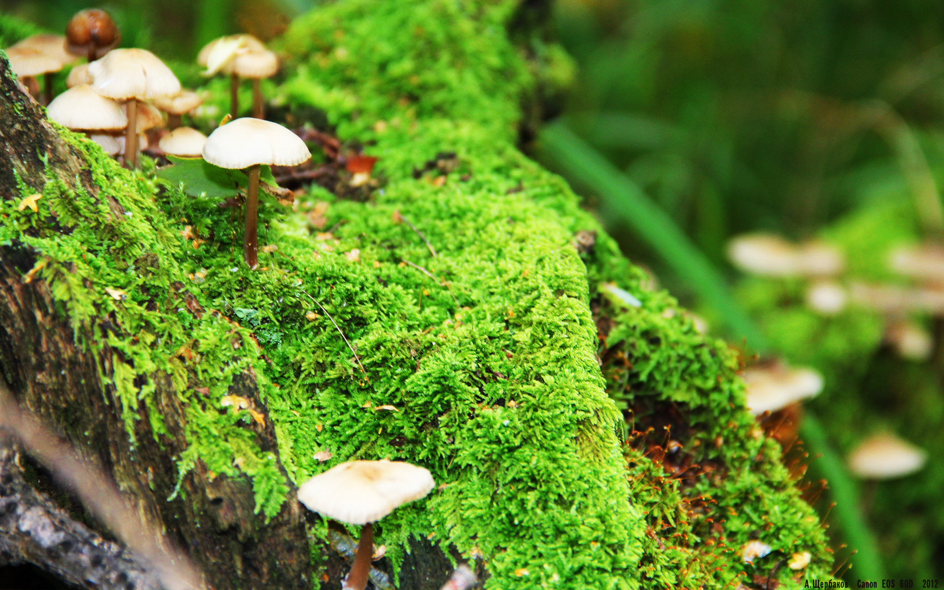 开云体育平台APP-阴影中杀出星辰，李刚仁一役击碎质疑，用双响定义自己的足球哲学