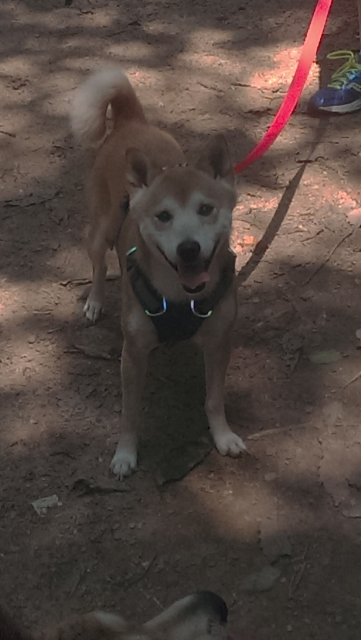 独舞达拉斯,东契奇用一场教科书式掌控局为持球大核正名