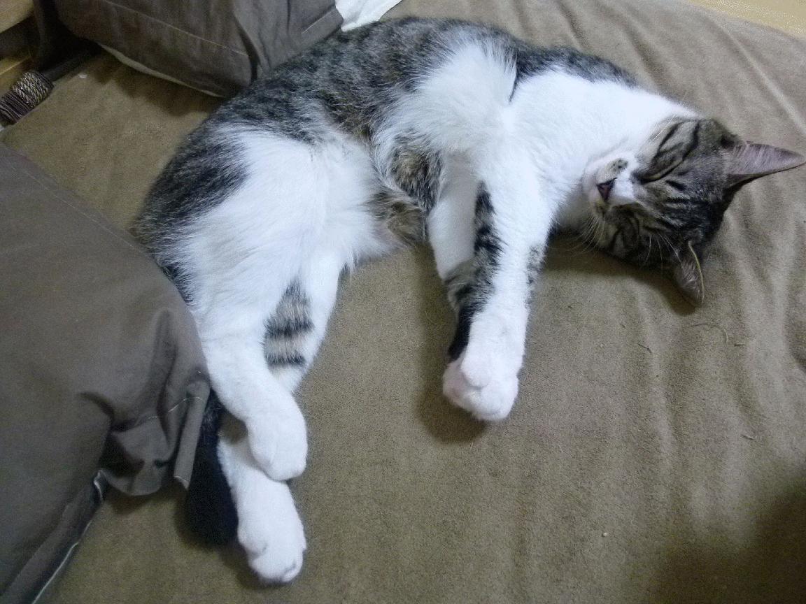 超越国界的黄黑风暴,多特蒙德友谊赛完胜新西兰,德里赫特攻防一体化身关键先生