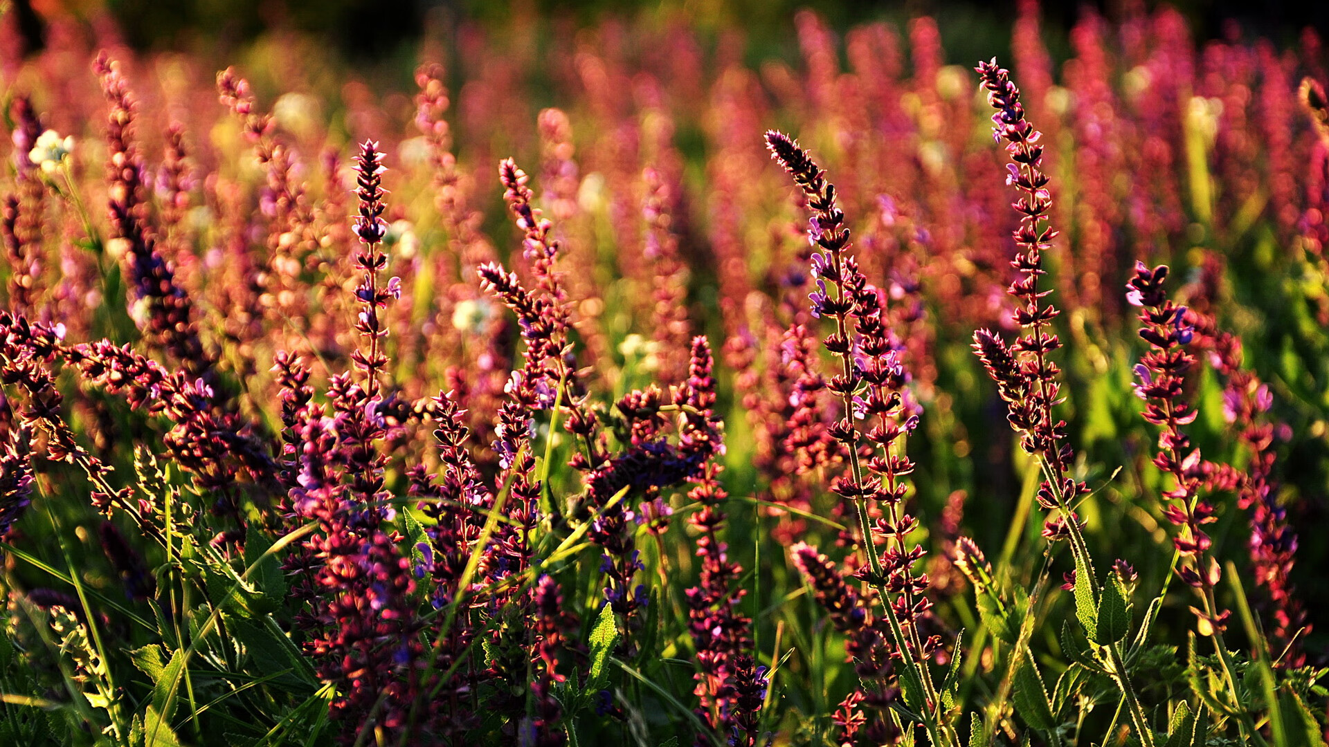 一剑封喉，杰伦·格林以绝杀骑士之名，刻下休城新王印记