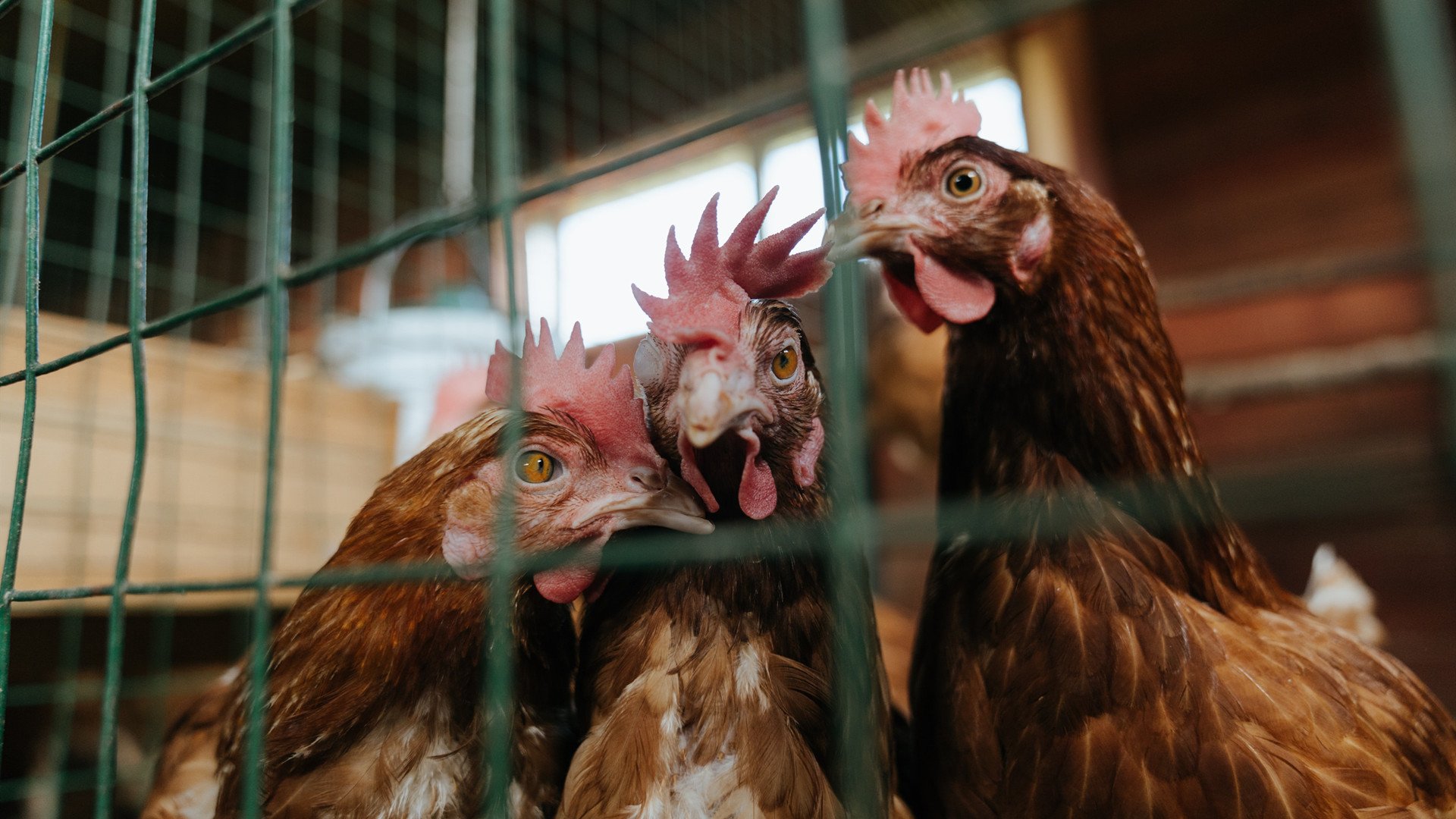 塔图姆的独奏，当节奏成为最锋利的马刺