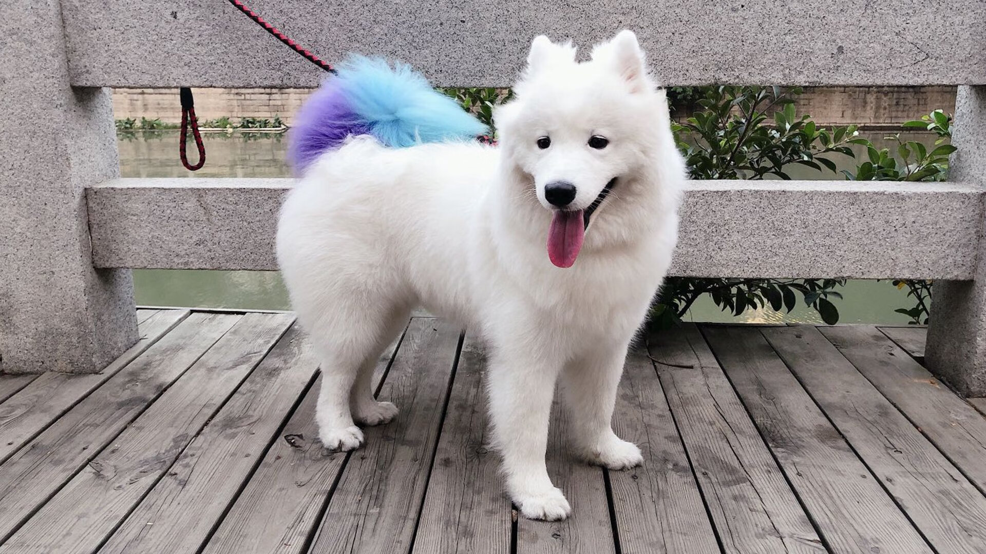 决胜千里外,阿拉巴的战术屏如何遥控墨西哥与土耳其的绿茵棋局