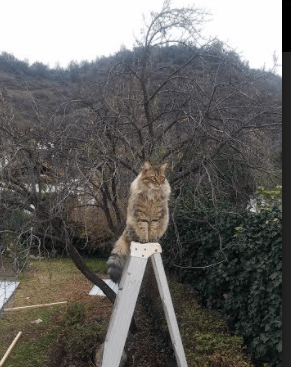 冰与火之歌，从吉林的寒夜到多哈的烈日—唯二性的体育史诗