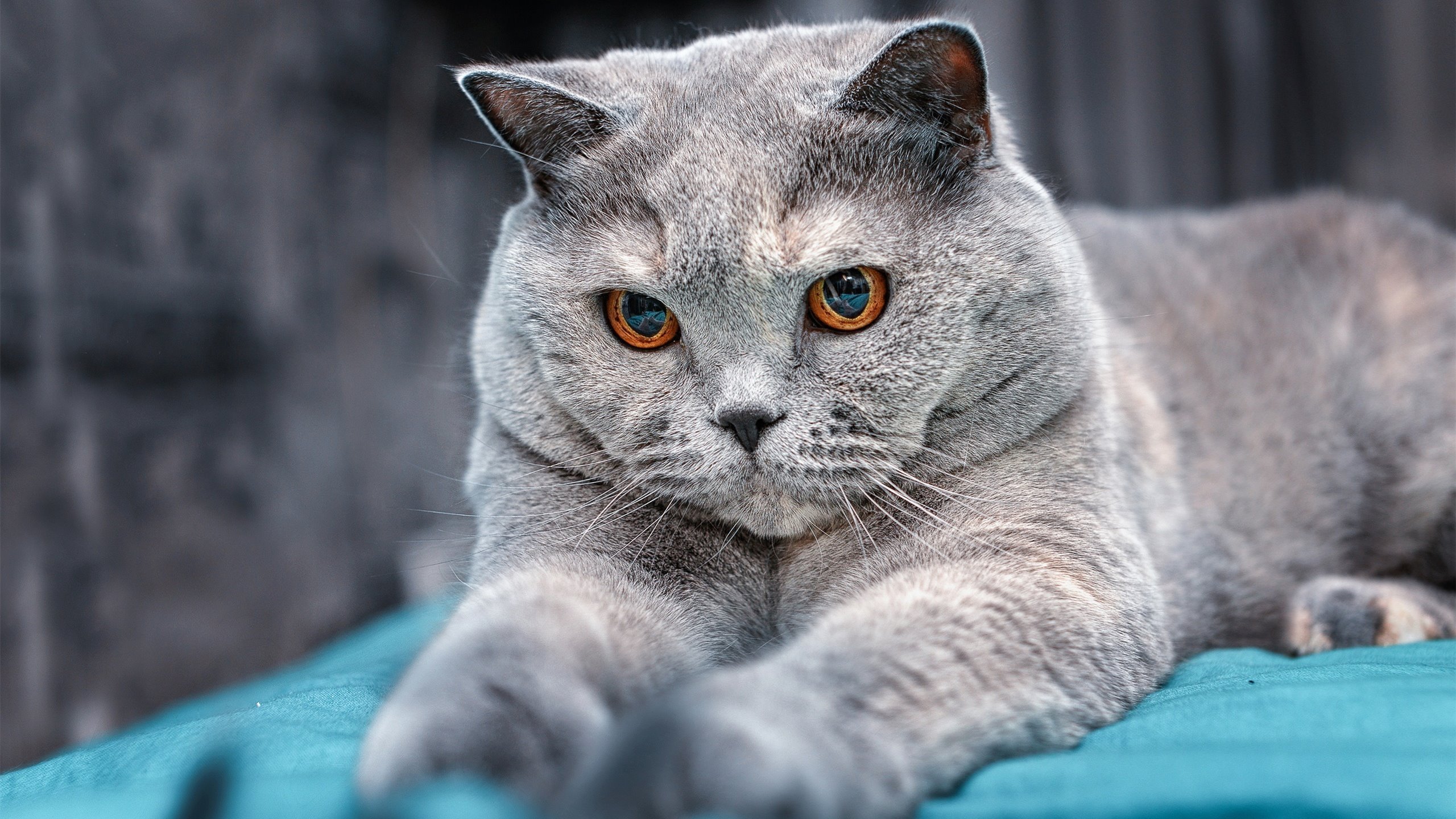 冰与火之歌，从吉林的寒夜到多哈的烈日—唯二性的体育史诗